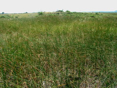 Cyperus natalensis