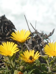 Calendula suffruticosa