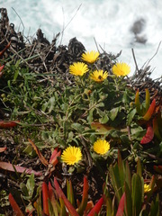 Calendula suffruticosa