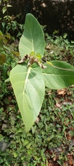 Calotropis procera image