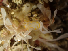 Crimora papillata