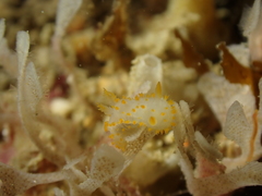 Crimora papillata