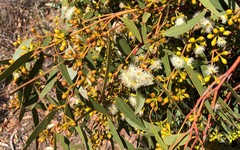 Eucalyptus porosa