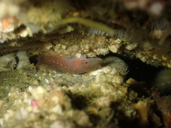 Actinothoe sphyrodeta