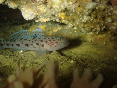 Thorogobius ephippiatus