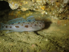 Thorogobius ephippiatus