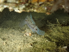 Thorogobius ephippiatus