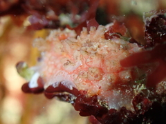 Distomus