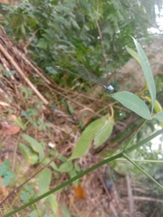 Pseudagrion pruinosum