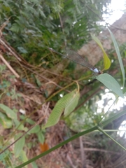 Pseudagrion pruinosum