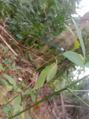 Pseudagrion pruinosum