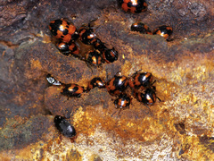 Diaperis nigronotata