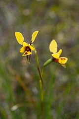 Diuris laxiflora