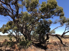 Eucalyptus porosa