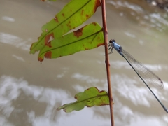 Pseudagrion pruinosum