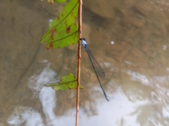 Pseudagrion pruinosum