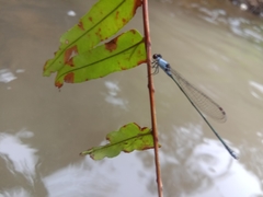 Pseudagrion pruinosum