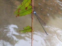 Pseudagrion pruinosum