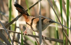 Bradypterus baboecala