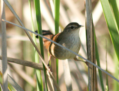 Bradypterus baboecala