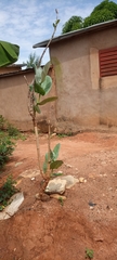 Calotropis procera