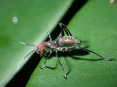 Macroxiphus sumatranus
