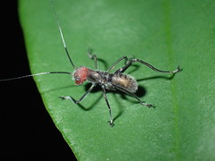 Macroxiphus sumatranus