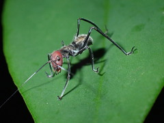Macroxiphus sumatranus
