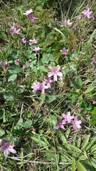 Sidalcea malviflora malviflora