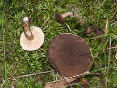 Lactarius picinus
