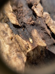 Atelurinae