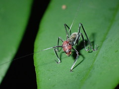 Macroxiphus sumatranus