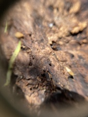 Atelurinae