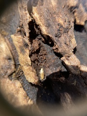 Atelurinae