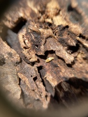 Atelurinae