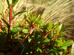Vaccinium geminiflorum