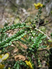 Bossiaea foliosa