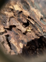 Atelurinae