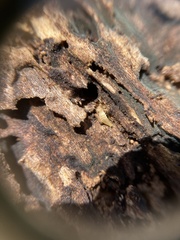 Atelurinae