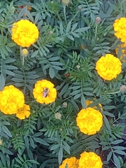 Tagetes