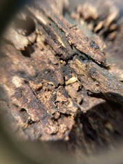 Atelurinae