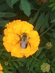 Tagetes