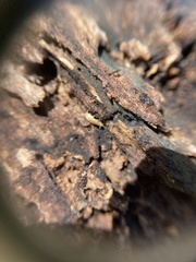 Atelurinae