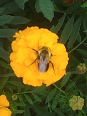 Tagetes