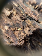 Atelurinae