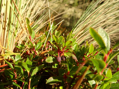 Mexican blueberry (Vaccinium geminiflorum)