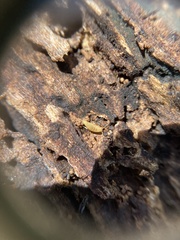 Atelurinae