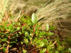 Vaccinium geminiflorum