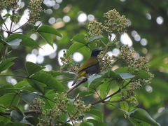 Rubigula cyaniventris