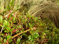 Vaccinium geminiflorum